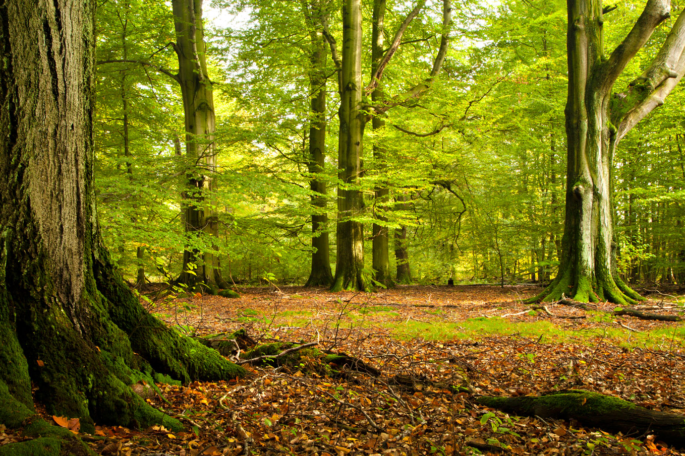 Hintergrundwald-1-1